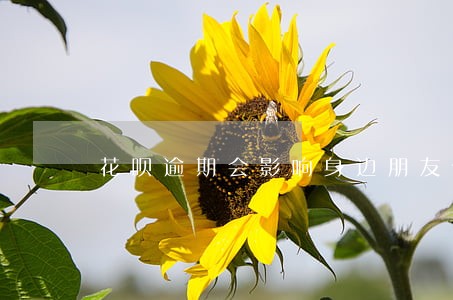 花呗逾期会影响身边朋友信用吗 花呗逾期会影响身边朋友信用吗