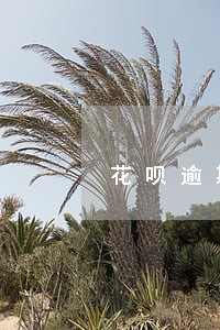 花呗逾期会影响车贷审核么 花呗逾期会影响车贷审核么