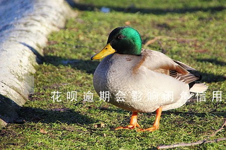 花呗逾期会影响闲鱼信用吗 花呗逾期会影响闲鱼信用吗