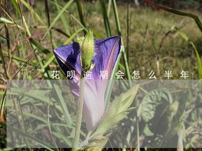 花呗逾期会怎么半年