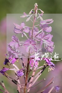 花呗逾期会怎么发信息