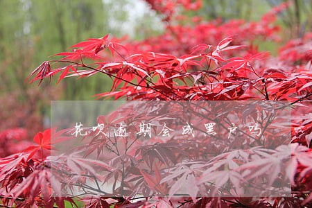 花呗逾期会成黑户吗