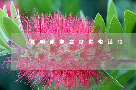 花呗逾期会打来电话吗 花呗逾期会打来电话吗