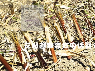 花呗逾期会打电话到公司吗 花呗逾期会打电话到公司吗