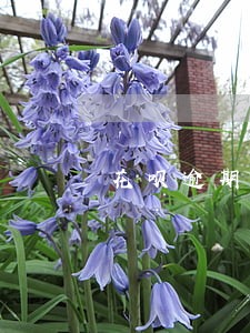 花呗逾期会打电话给本人吗 花呗逾期会打电话给本人吗