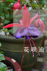 花呗逾期会扣亲情号付款什么意思 花呗逾期会扣亲情号付款什么意思