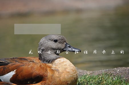 花呗逾期会扣信用卡上的钱吗 花呗逾期会扣信用卡上的钱吗