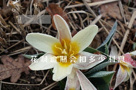 花呗逾期会扣多少利息 花呗逾期会扣多少利息