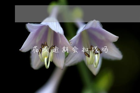 花呗逾期会扣钱吗 花呗逾期会扣钱吗