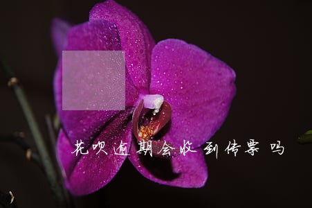 花呗逾期会收到传票吗 花呗逾期会收到传票吗