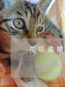 花呗逾期会收到文件吗 花呗逾期会收到文件吗