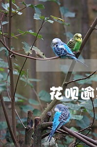 花呗逾期会收得到信息吗 花呗逾期会收得到信息吗