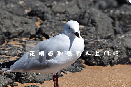 花呗逾期会有人上门吗 花呗逾期会有人上门吗