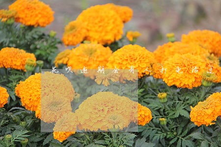 花呗逾期会有人打电话过来吗 花呗逾期会有人打电话过来吗