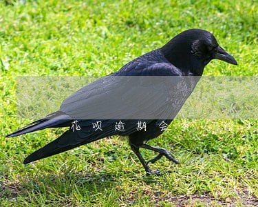 花呗逾期会有人给打电话催还款吗 花呗逾期会有人给打电话催还款吗