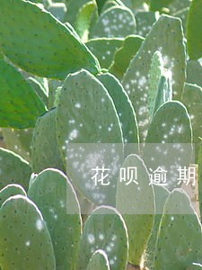花呗逾期会有什么后果严重吗 花呗逾期会有什么后果严重吗