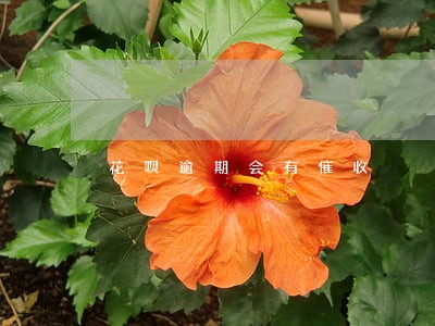 花呗逾期会有催收 花呗逾期会有催收