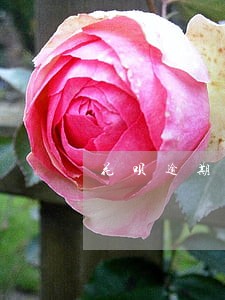 花呗逾期会有催款电话 花呗逾期会有催款电话