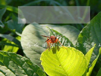 花呗逾期会有北京号码催收吗 花呗逾期会有北京号码催收吗
