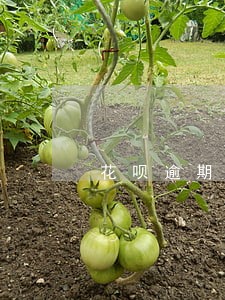 花呗逾期会有委托公司上门吗 花呗逾期会有委托公司上门吗