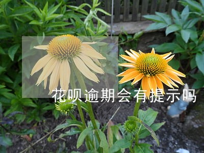 花呗逾期会有提示吗 花呗逾期会有提示吗