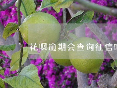 花呗逾期会查询征信吗 花呗逾期会查询征信吗