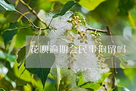 花呗逾期会民事拘留吗 花呗逾期会民事拘留吗