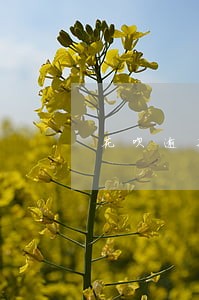 花呗逾期会涨利息吗 花呗逾期会涨利息吗
