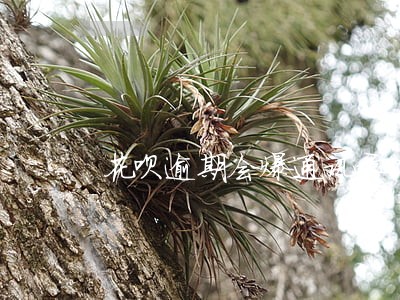花呗逾期会爆通讯录吗 花呗逾期会爆通讯录吗