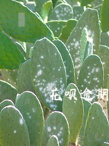 花呗逾期会用什么电话打给我 花呗逾期会用什么电话打给我