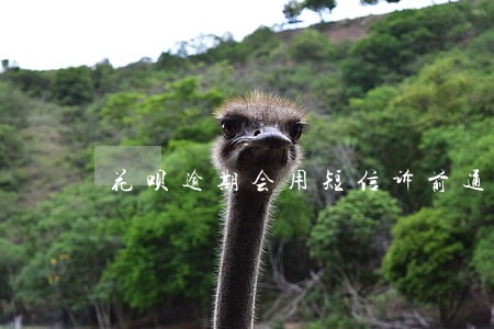花呗逾期会用短信诉前通知吗 花呗逾期会用短信诉前通知吗