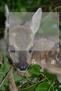 花呗逾期会电话催收吗 花呗逾期会电话催收吗