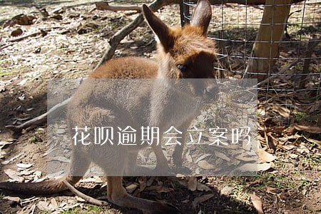 花呗逾期会立案吗 花呗逾期会立案吗