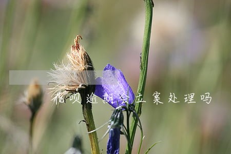 花呗逾期会立案处理吗 花呗逾期会立案处理吗