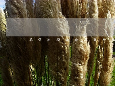 花呗逾期会给你通知函嘛 花呗逾期会给你通知函嘛