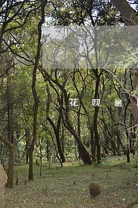 花呗逾期会给家里打电话 花呗逾期会给家里打电话
