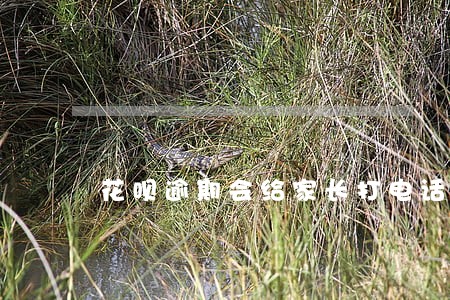 花呗逾期会给家长打电话 花呗逾期会给家长打电话