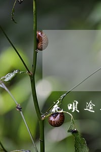 花呗逾期会给淘宝收货人发信息么 花呗逾期会给淘宝收货人发信息么