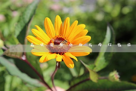 花呗逾期会给父母打电话嘛 花呗逾期会给父母打电话嘛