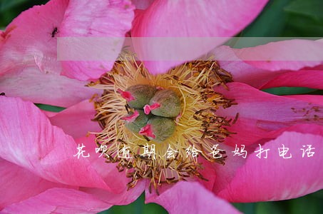 花呗逾期会给爸妈打电话吗 花呗逾期会给爸妈打电话吗