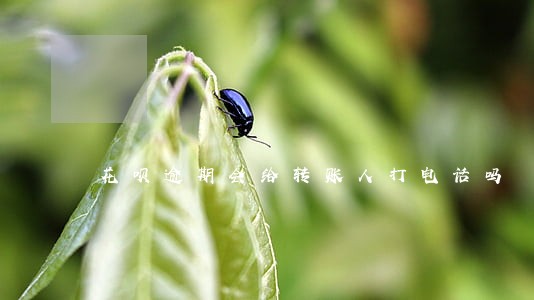 花呗逾期会给转账人打电话吗 花呗逾期会给转账人打电话吗