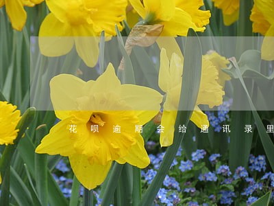花呗逾期会给通讯录里打电话吗 花呗逾期会给通讯录里打电话吗