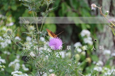 花呗逾期会联系爱人吗 花呗逾期会联系爱人吗