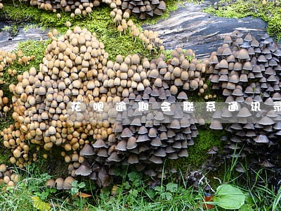 花呗逾期会联系通讯录好友吗 花呗逾期会联系通讯录好友吗