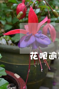 花呗逾期会自动划扣吗 花呗逾期会自动划扣吗