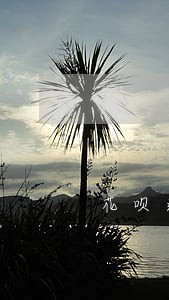 花呗逾期会自动扣余额吗