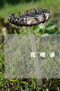 花呗逾期会自动扣钱嘛