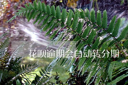 花呗逾期会自动转分期 花呗逾期会自动转分期