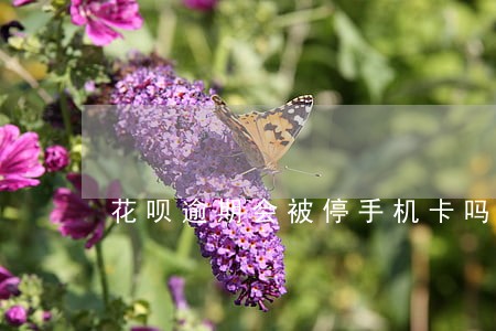 花呗逾期会被停手机卡吗 花呗逾期会被停手机卡吗