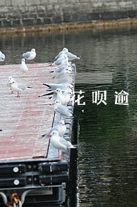 花呗逾期会被冻结 花呗逾期会被冻结